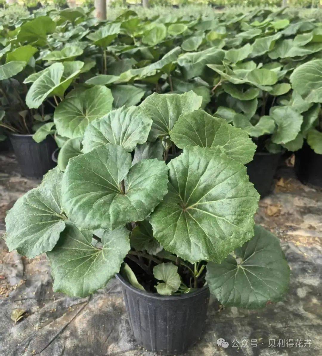 大吴风草毛地黄钓钟柳早春会抽出细长的花茎顶端绽放出一串串粉色或