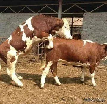 人工辅助配种:将公牛引入母牛栏,让它们自然交配