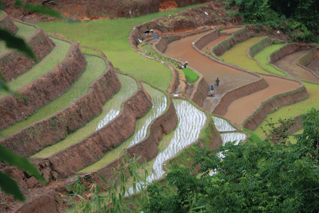 老勐镇:千年梯田复新秧 初夏田畴染新绿