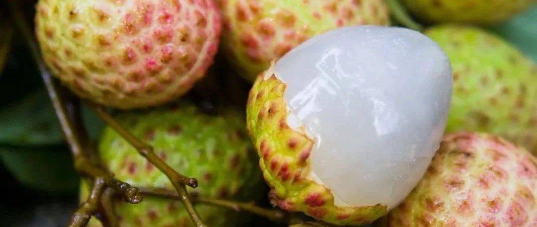 收下这份「樟木头荔枝采摘指南」一起摘荔枝吧!_品种_上市_观音