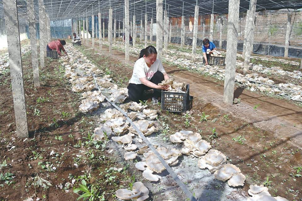 现在养蘑菇效益怎么样(现在养蘑菇效益怎么样啊)