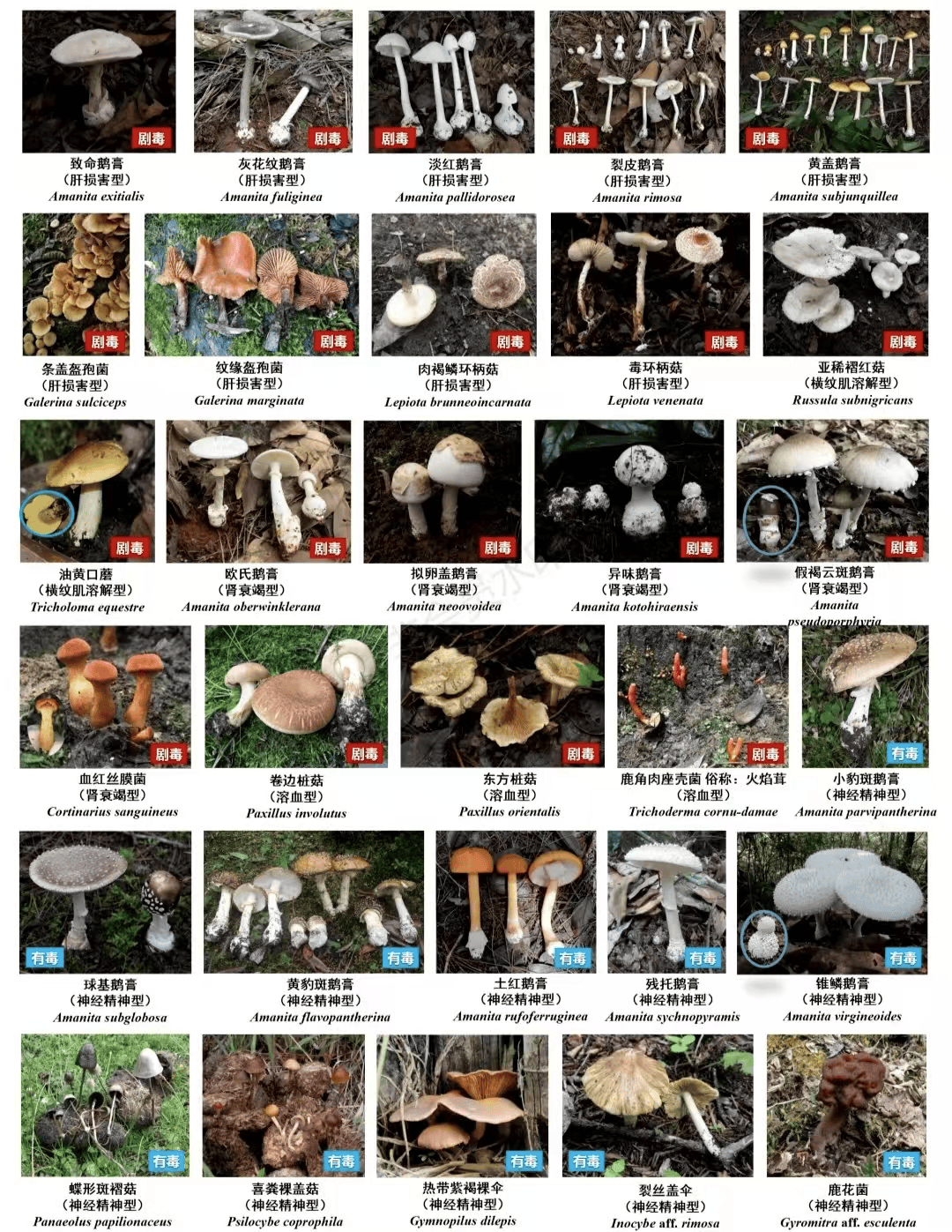 云南雨季必看!教你用中医知识辨别毒菌,山珍美味放心吃