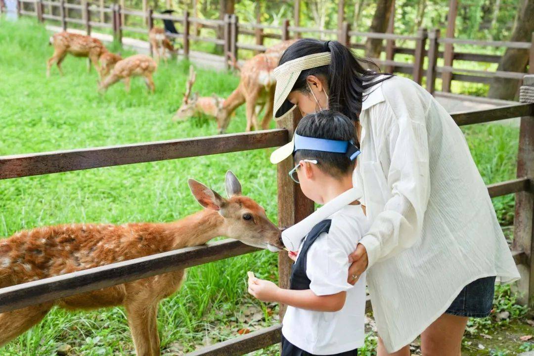 小鹿_活动_互动