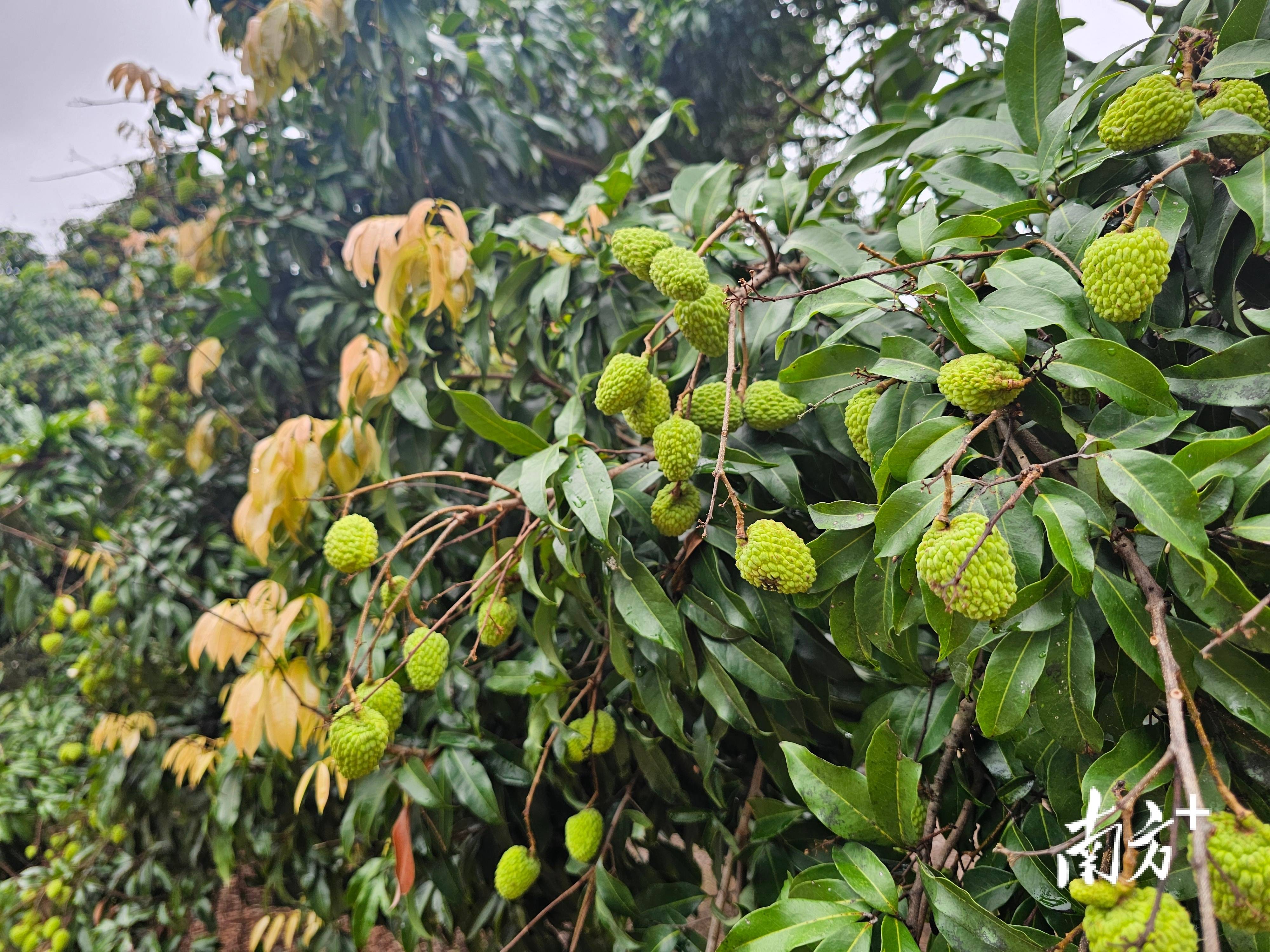 无核、个头比鸡蛋大！“中山红”荔枝即将上市