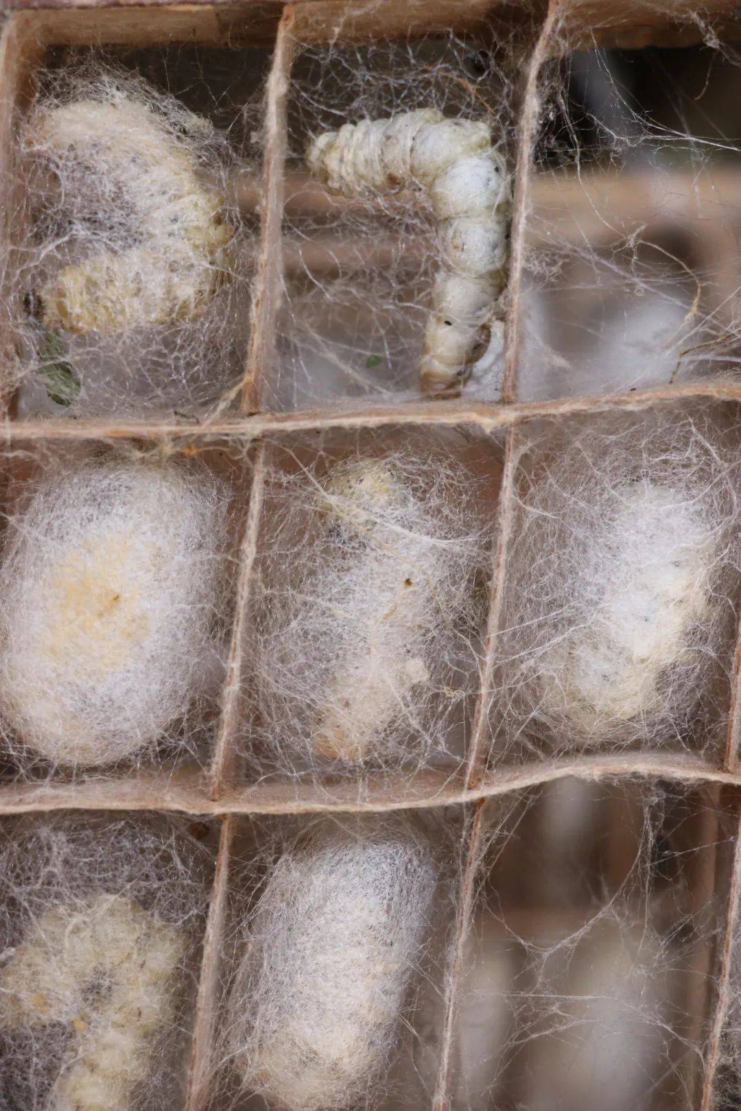 九丝城镇春蚕,上簇了!