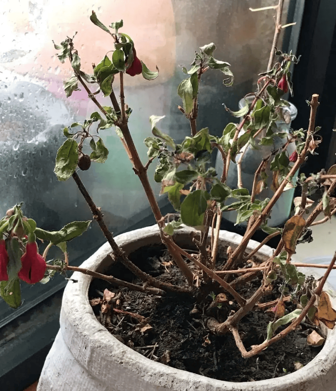 高温警报!这 8 种 "富贵花" 一入夏就躺平,养错直接变 "夏祭"