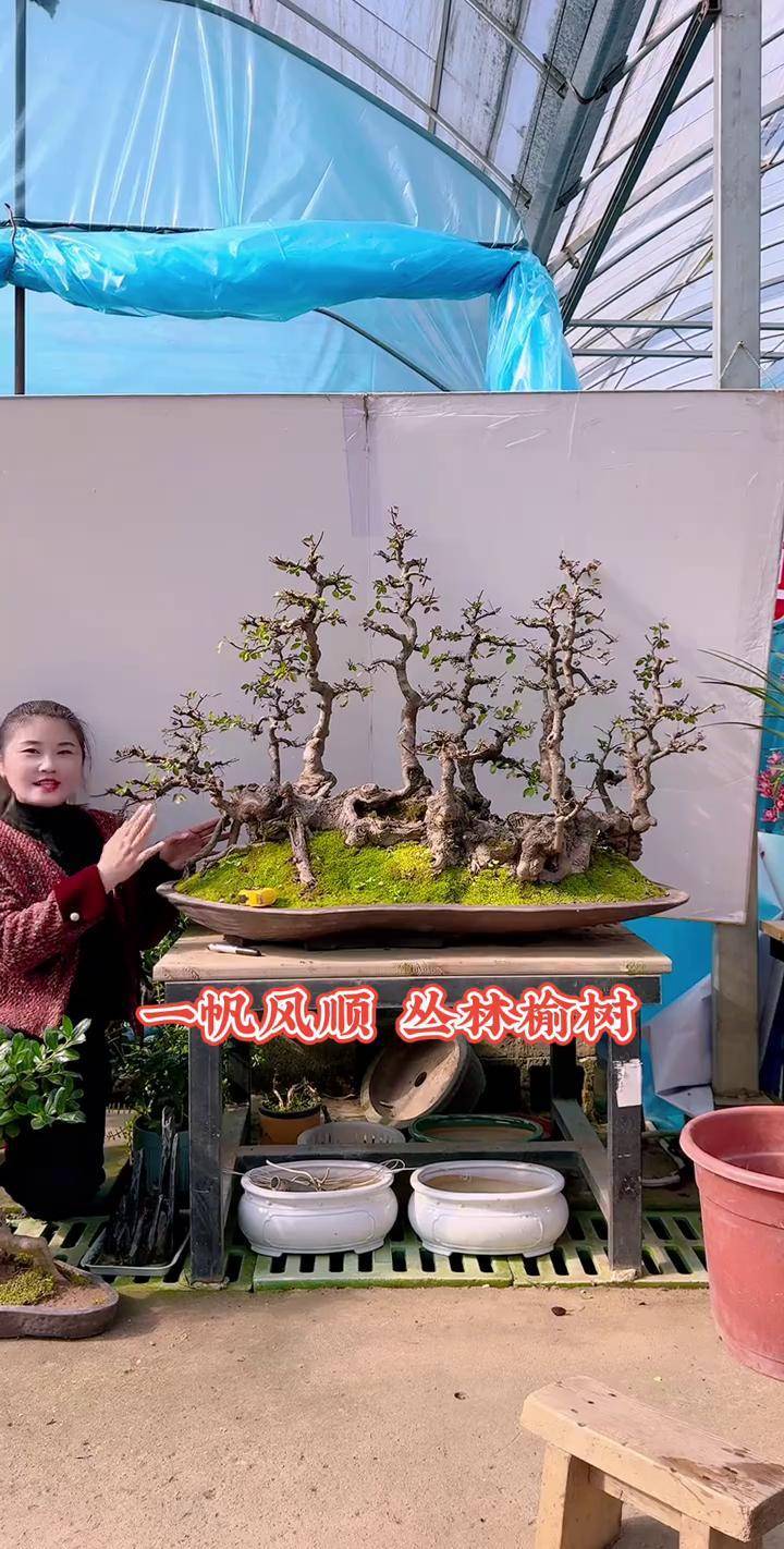 丛林榆树盆景 庭院景观 老桩盆景 花园生活 多杆丛林