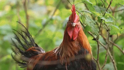 6月3日晚10点CCTV4《走遍中邦》带你走进清远