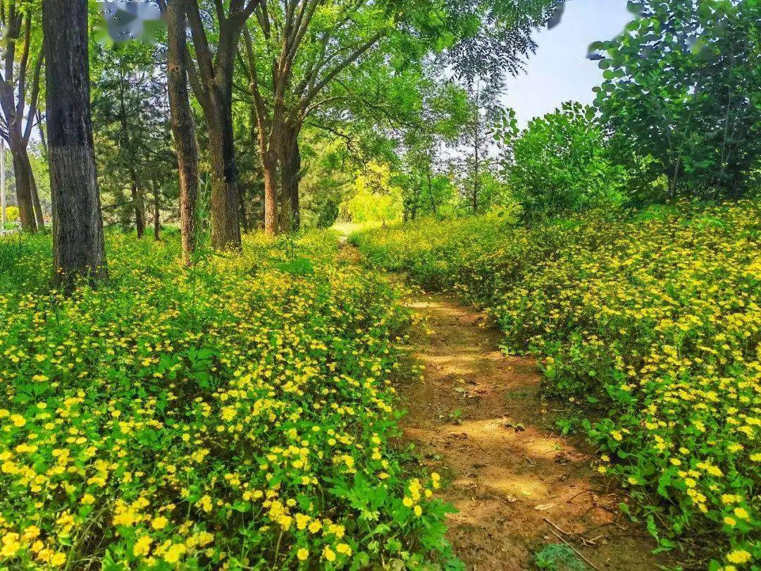 半塔郊野公园改造基本完成,奥北公园四期酝酿中