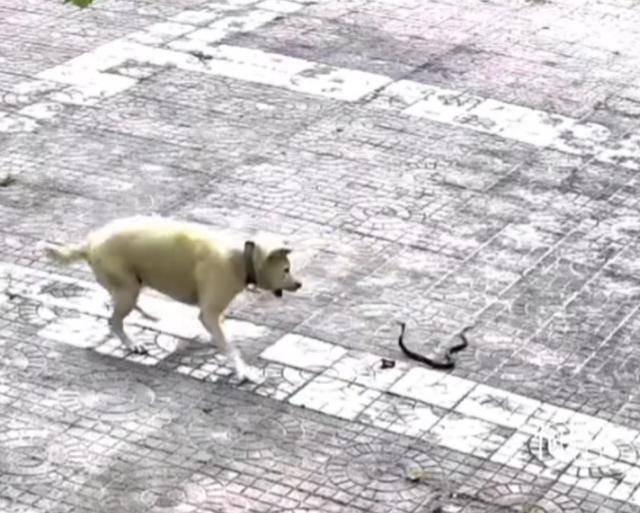 狗狗护主与眼镜蛇搏斗,被咬伤中毒,狗主人紧急施救,比宠物狗强