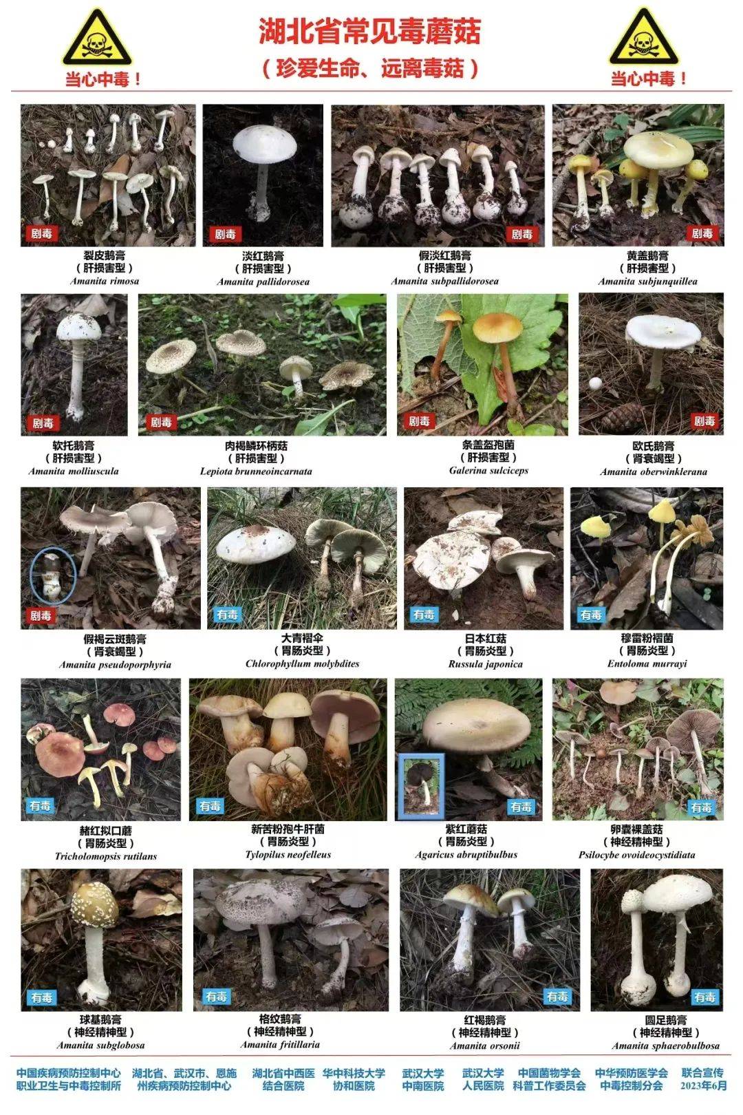 小心!这种雨后疯长的"白蘑菇",千万别采也别吃