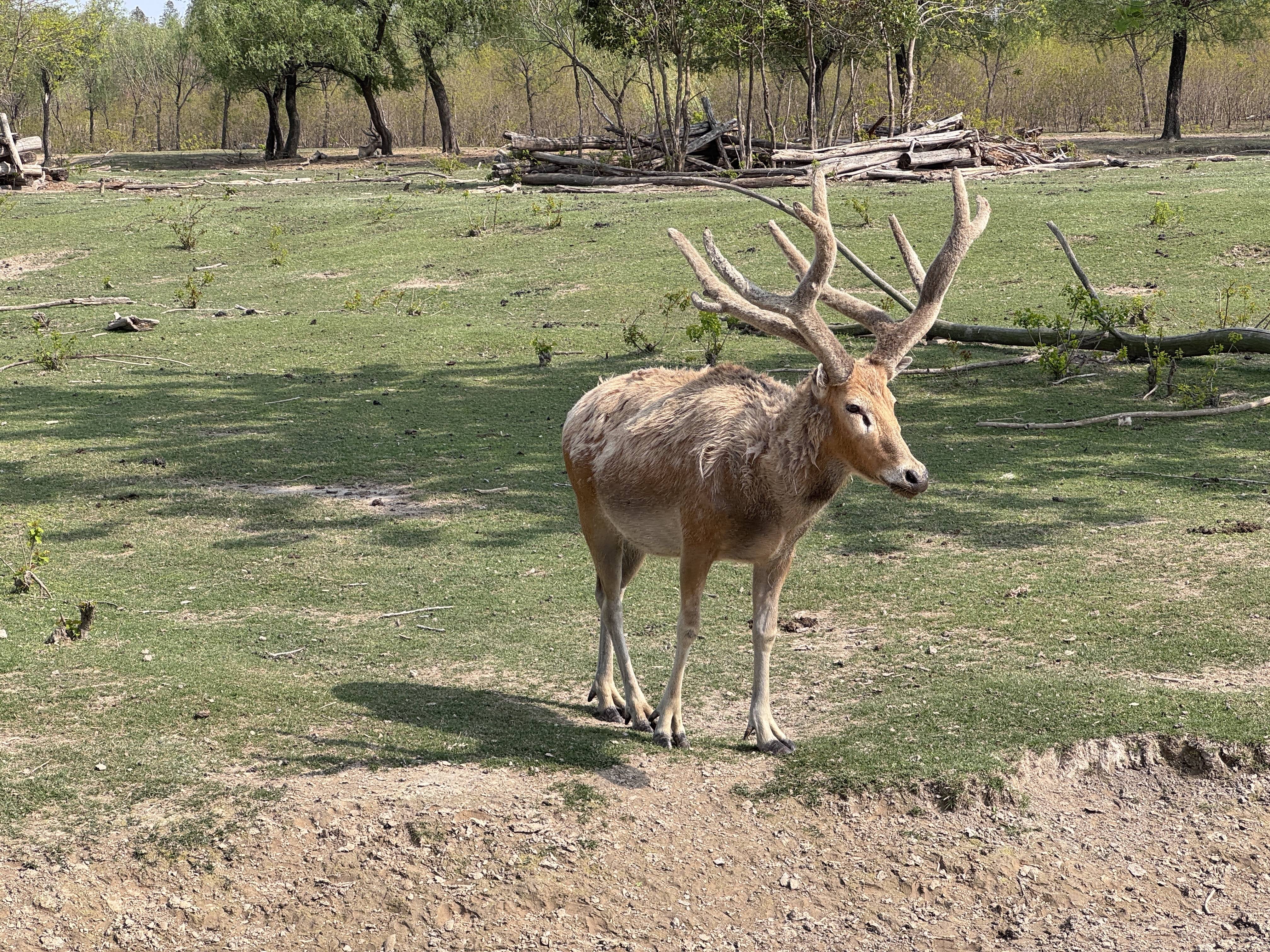 全球最大麋鹿保护区麋鹿种群数量突破8500头,今年新生759头