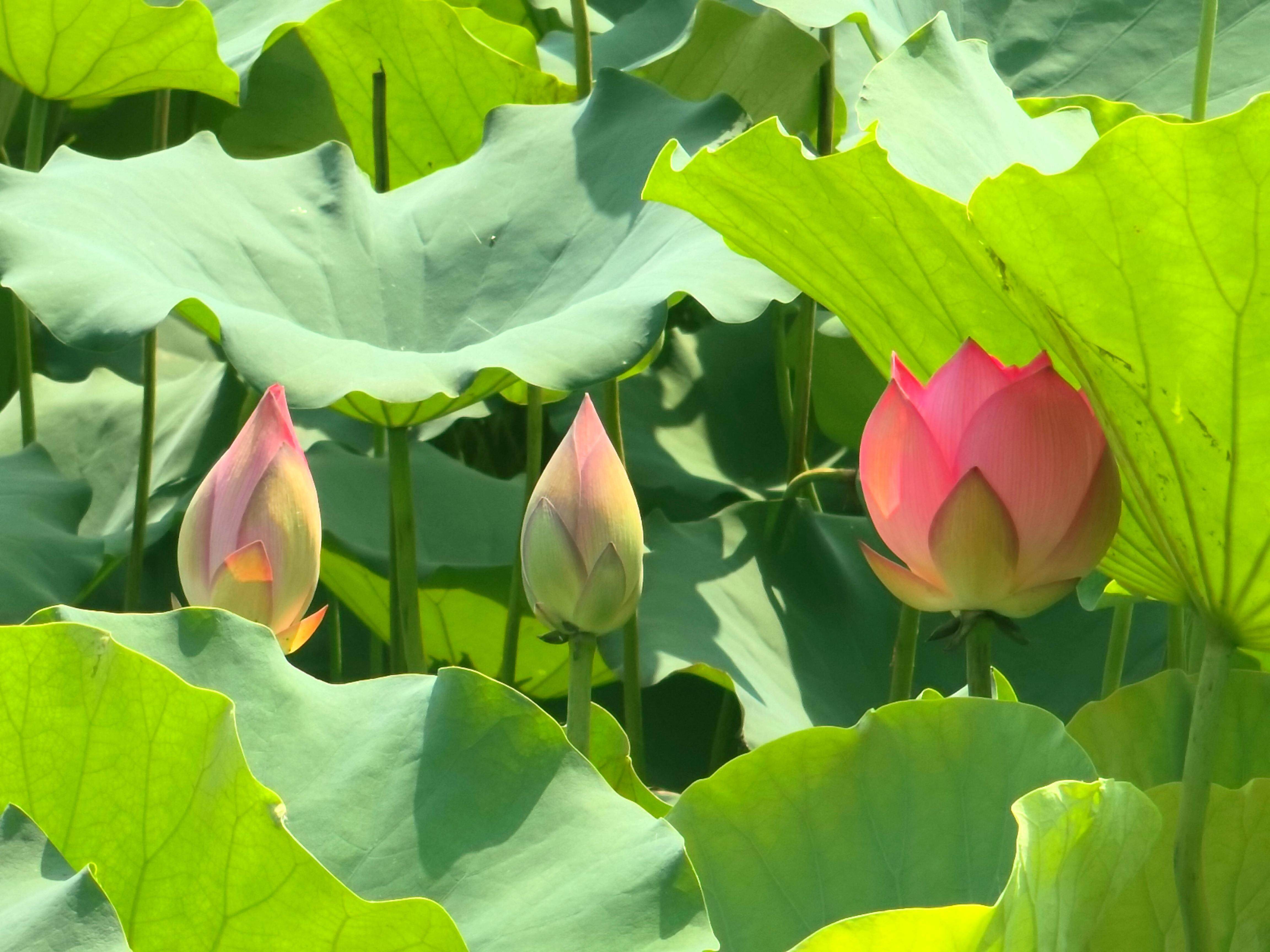 "荷"力激活乡村游,龙川佗城荷塘成网红打卡点