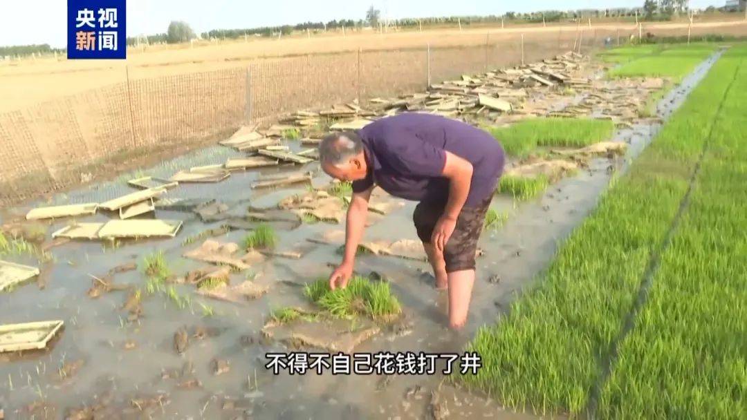 成批秧苗死亡，蚌埠市委书记市长前往事发地