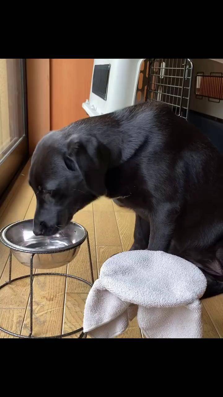 傻狗的日常生活 拉布拉多 拉不拉猪 一看就是干饭狗 萌宠日常记录