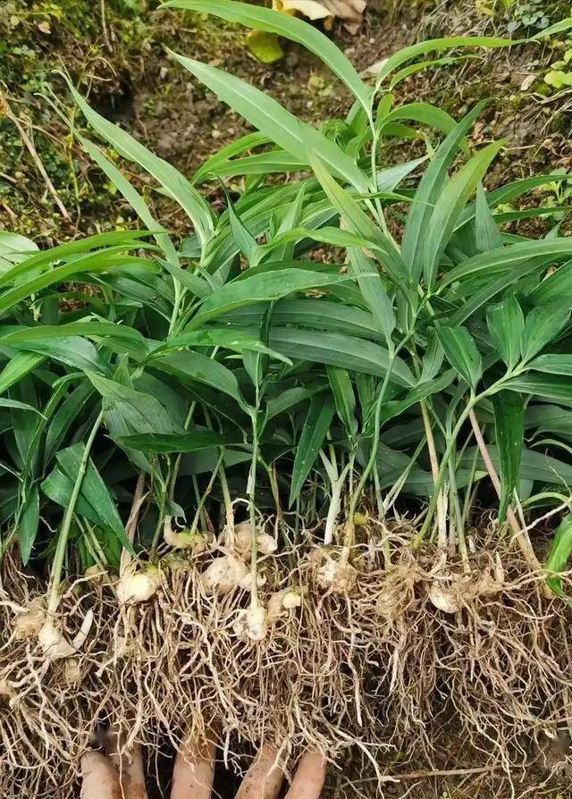 罕见!云南农户挖出"黄精王",重达166公斤