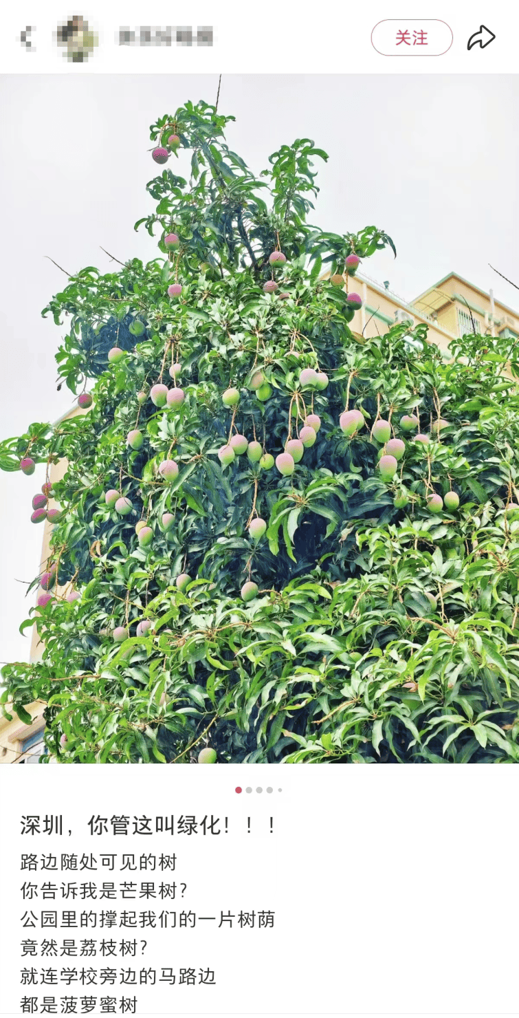 深圳莲花山公园出现大量莲雾！网友称“根本捡不完！”官方提醒