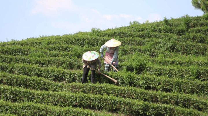 德江煎茶：“壹沐”茶青！高竹山绿__德江煎茶：“壹沐”茶青！高竹山绿