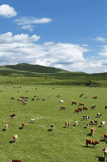 被歌手王以太种草的内蒙古草原,太震撼了!