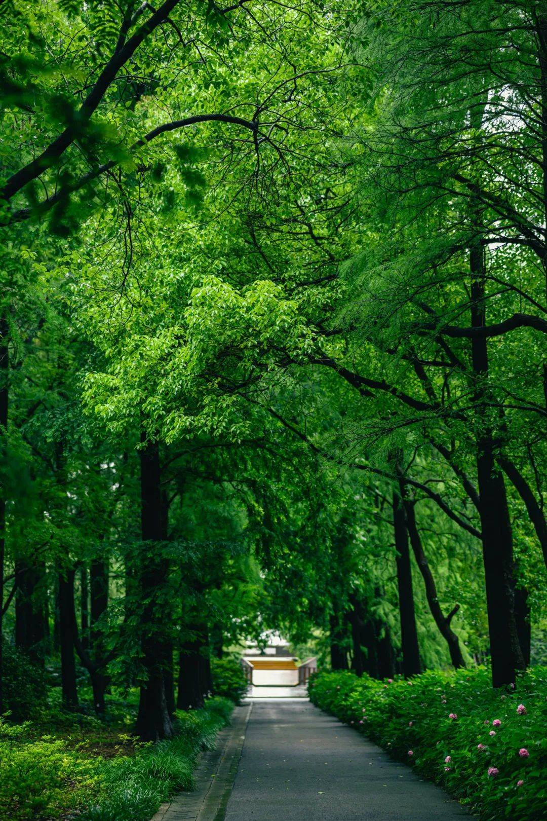 雨天的公园原是时光的慢门,将寻常风景拉成一帧帧流动的水墨画,让所有
