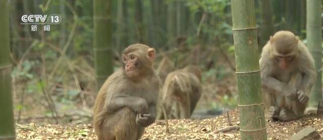 _泼猴视频_泼猴什么意思
