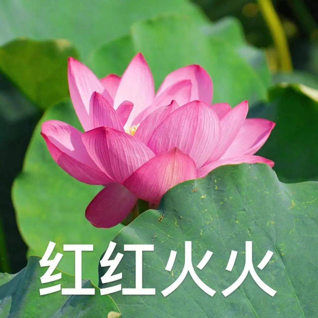 衢州2025年版好运莲莲头像表情包# 你们的荷花头像上新啦# 亲爱的长辈