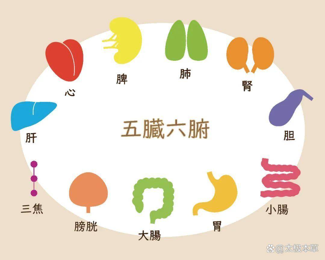 中医五脏概念的形成和内涵_生物_功能性_收敛