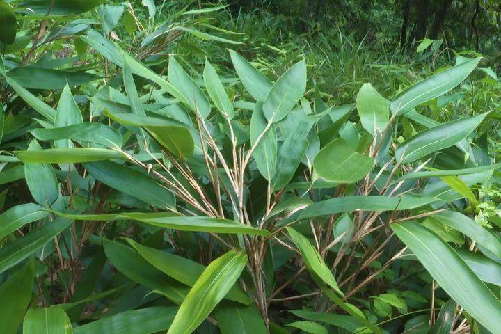 深山箬竹变“绿色银行”,浙江松阳助力乡镇共同富裕_玉岩镇_松阳县_发展中心
