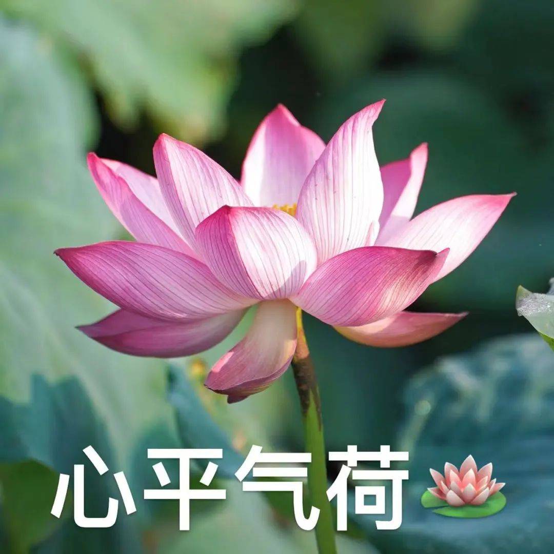 衢州2025年版好运莲莲头像表情包# 你们的荷花头像上新啦# 亲爱的长辈
