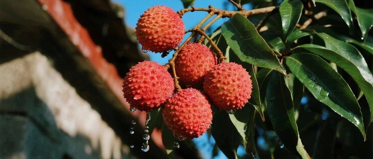 种荔枝的真相:种子育苗乐趣多,为何 90% 新手都选买苗?_种植_盆栽_阳台