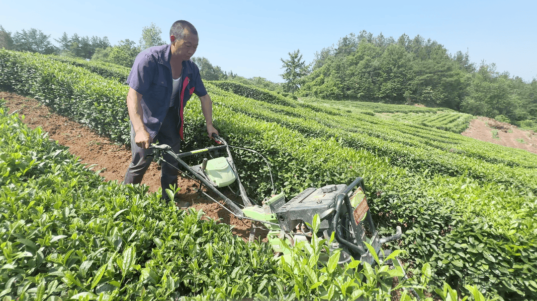 _绿茶味十足_绿茶味十足是什么意思