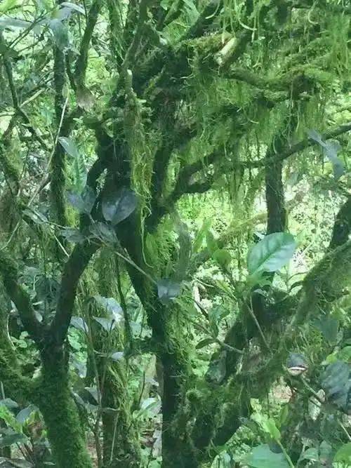 浅聊喝茶林绍敏：偏爱武夷岩茶老枞水仙，细