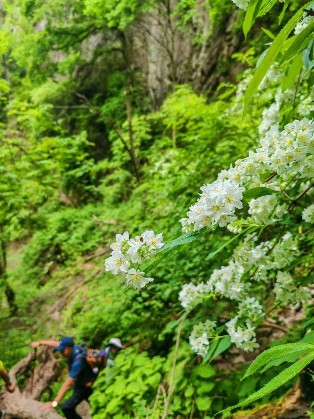 98元/人?立即出发?甘花溪草甸