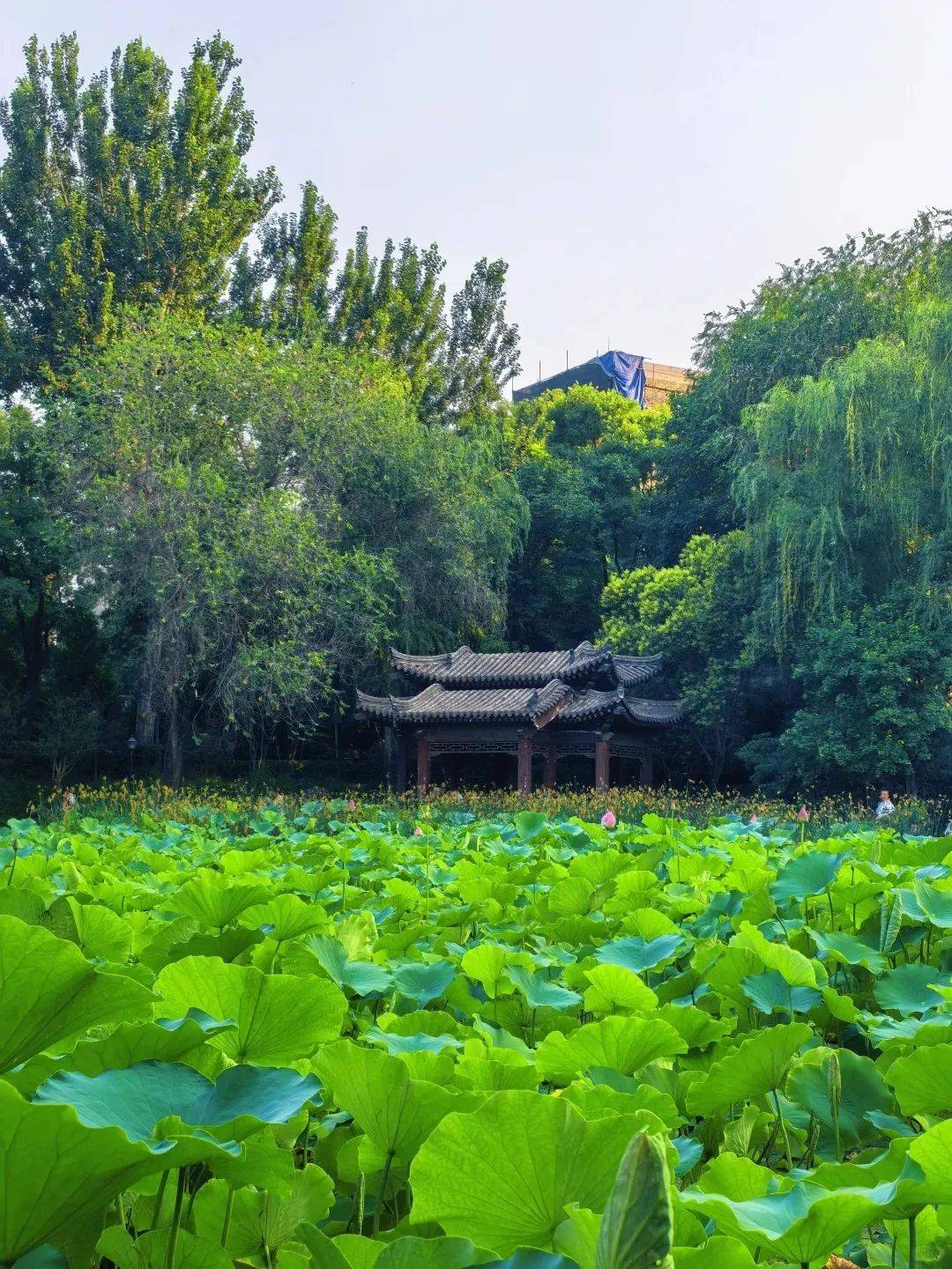 西安市内免费赏荷地图!承包整个夏天的清凉与诗意!