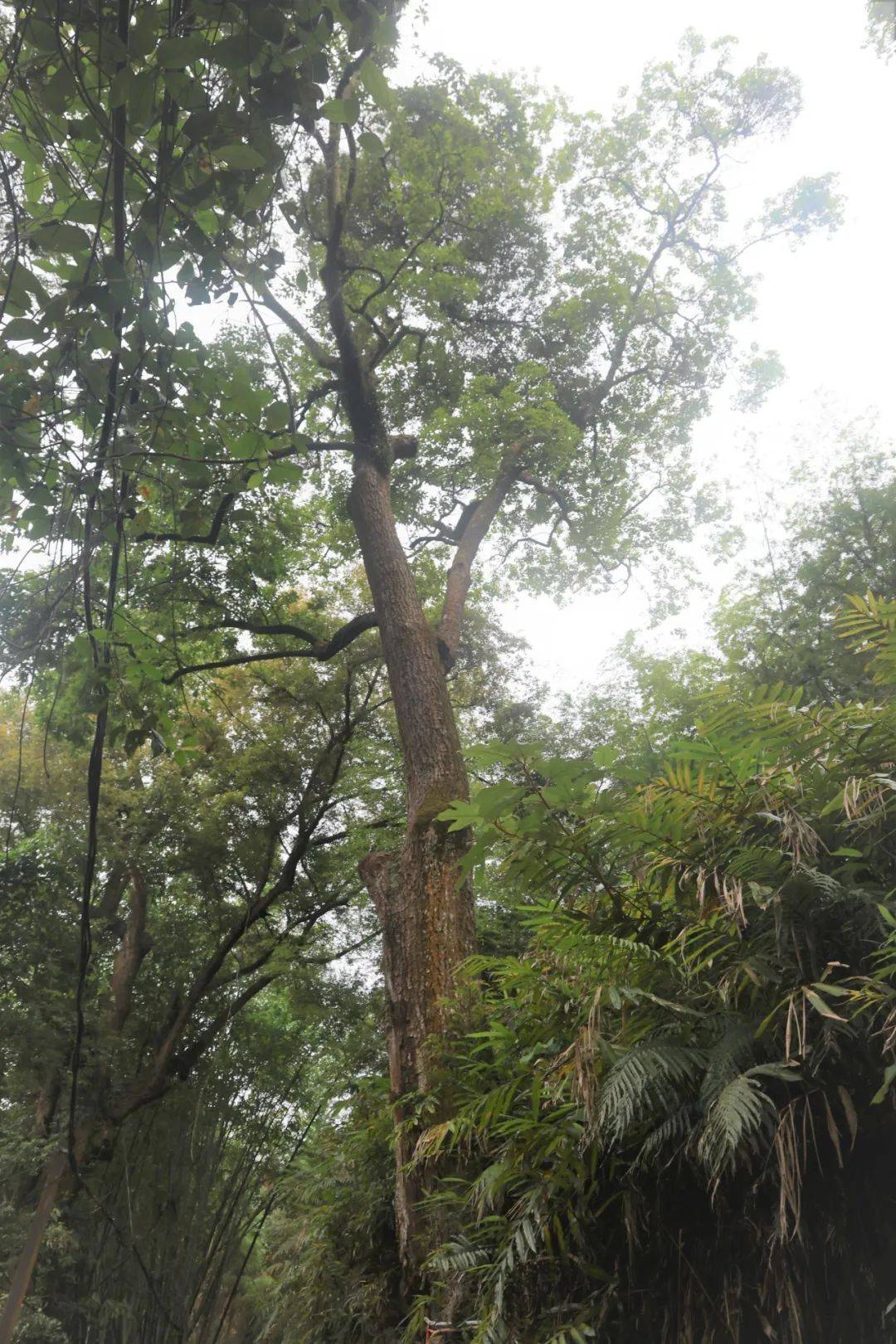千年红锥林守护乡村振兴路