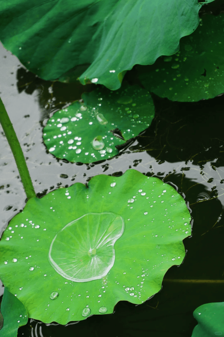 雨天更出片来上海市中心这个免费公园邂逅荷间古典诗意