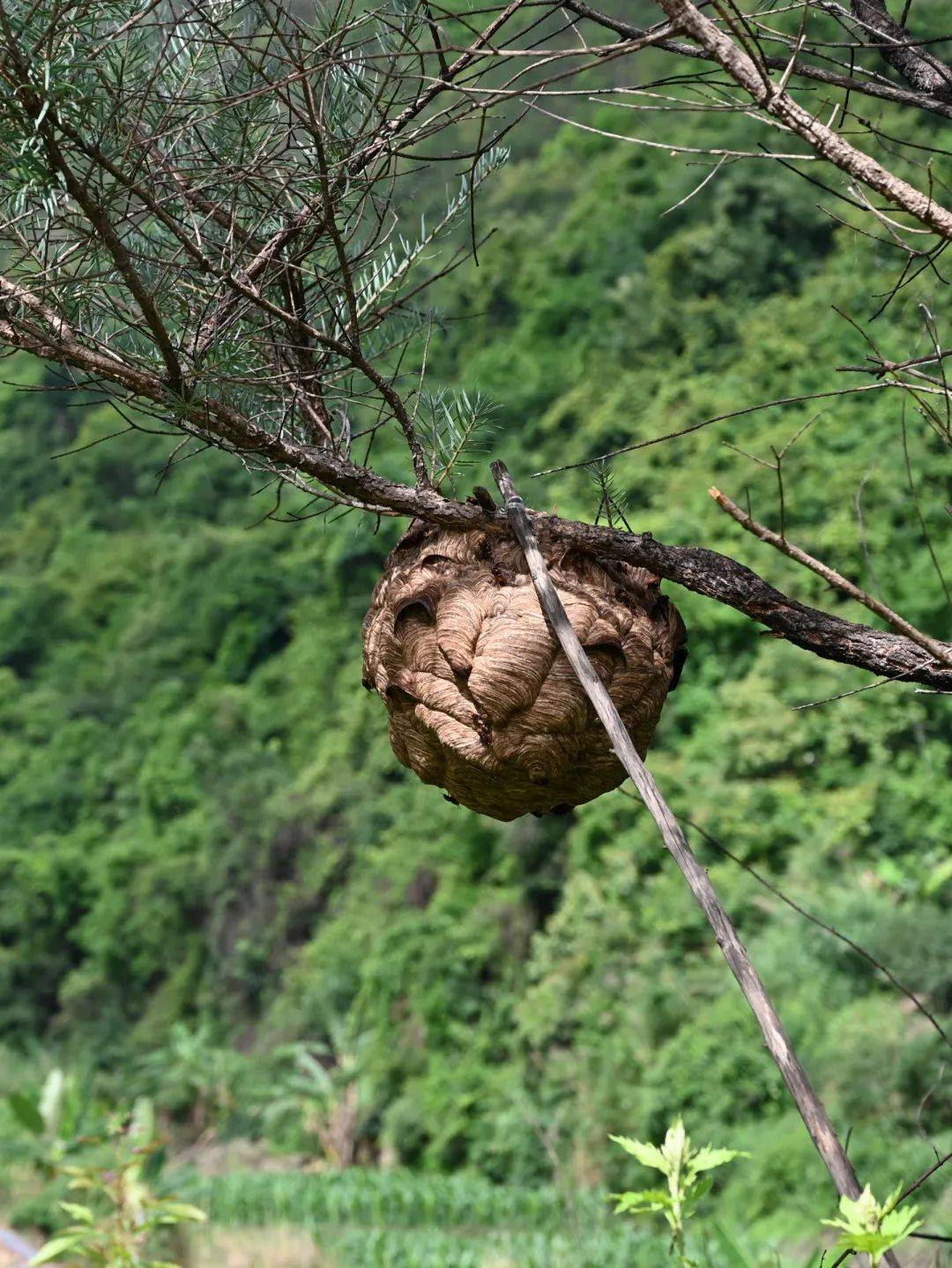 大桥乡:葫芦蜂养殖 "蛹"现乡村振兴好前景