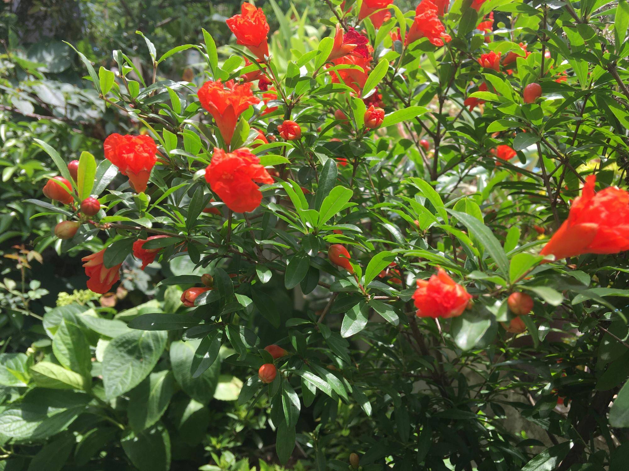 石榴盆栽的盛花期到了,做到这几点,叶绿花艳,越开越多能结果
