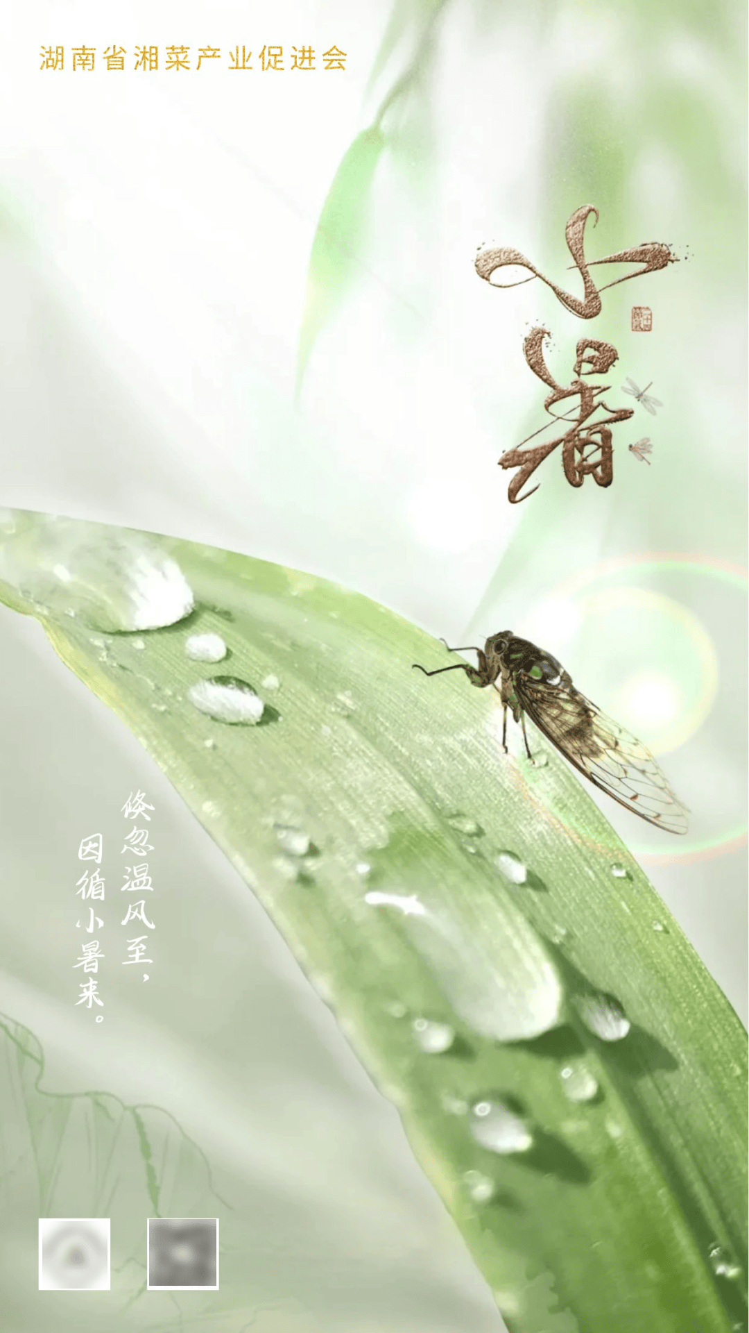 二十四节气 · 小暑
