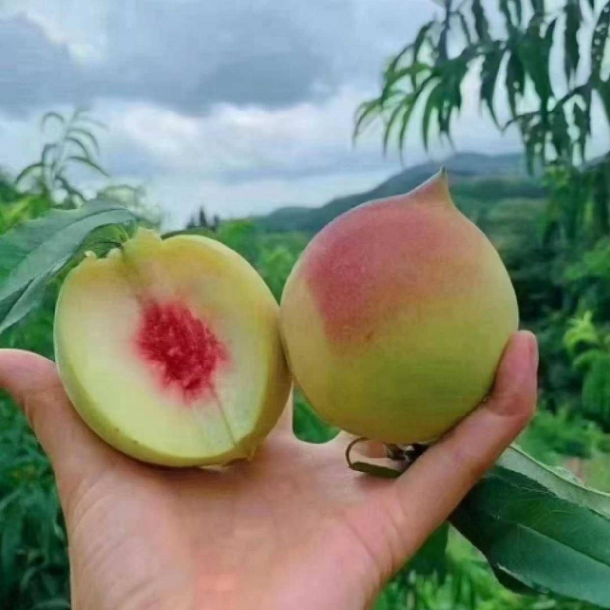 连平鹰嘴桃"困"广东?清甜爆汁却难出圈,今年只剩40天尝鲜!