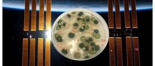 国际空间站充满了霉菌，宇航员对此困扰不已，为什么清除不了？