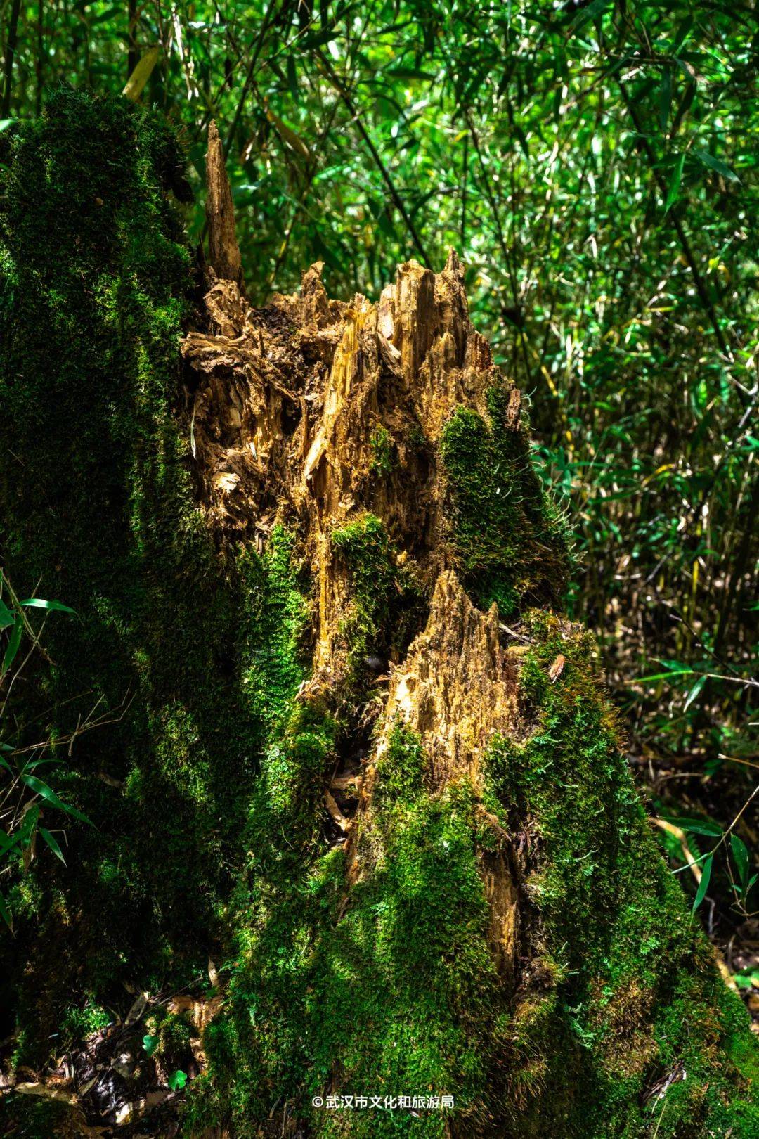 存活了620年的巴山冷杉拔地而起的巨大树木连成一片的苔藓地衣叮咚