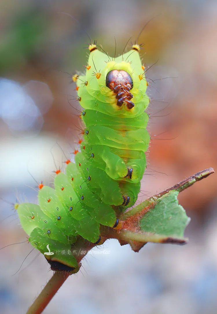 你看有的毛毛虫长得五彩缤纷的;有的浑身长满毛刺;有的长成了"小绿果"