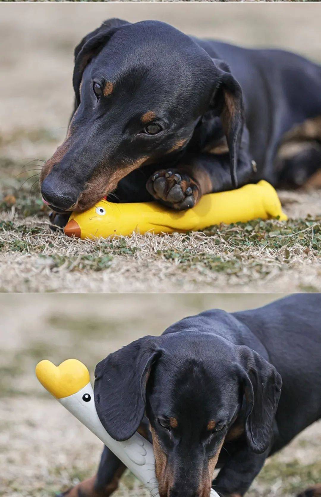 长脖子乳胶发声飞棍狗玩具,柔韧回弹,尽情啃咬