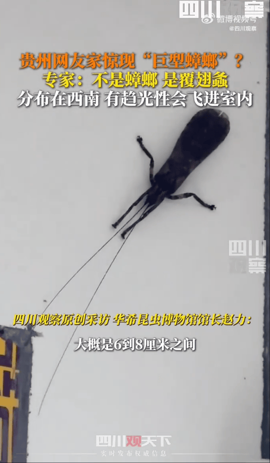 “看起来有1米”！有人家中出现“巨型蟑螂”？网友：房子给它了