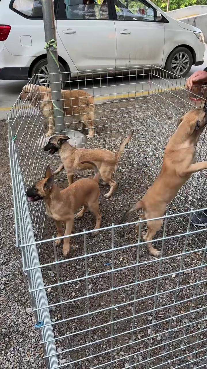 马犬黄马爆红马犬