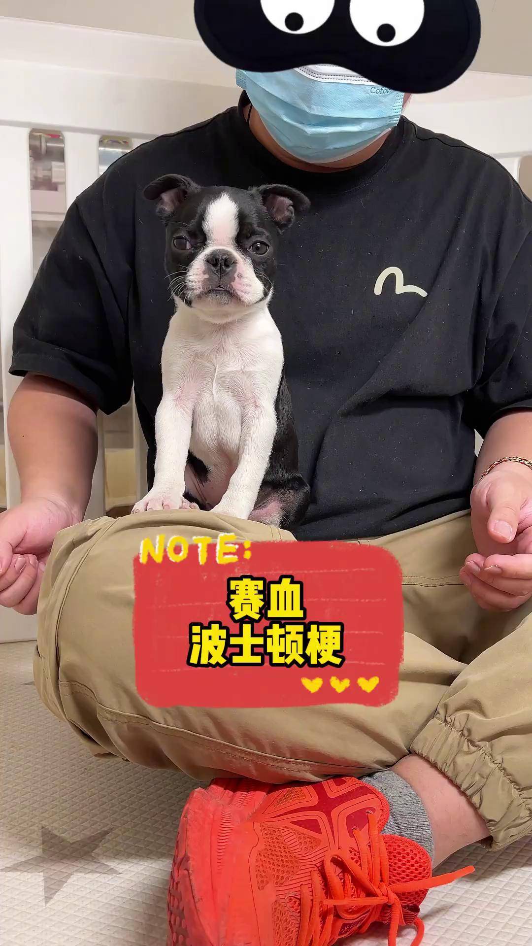 短鼻犬我喜欢的不多,这绝对算其中一个啦波士顿梗 狗 二狗挑狗