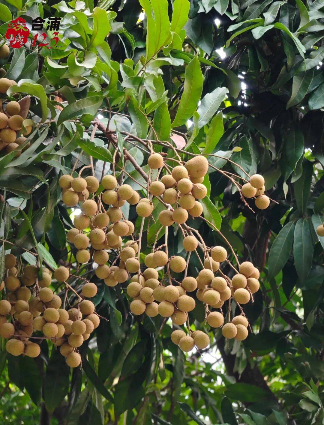 "无缝衔接"龙眼树立刻接棒成为"街头主角"之前"霸占街头"的绿化芒已