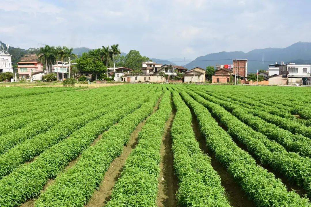 农村种植什么收益好(农村种植什么最赚钱?)
