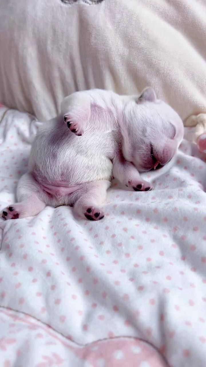 奶呼呼的萌宠出道计划 法斗 法国斗牛犬 也太可爱了吧